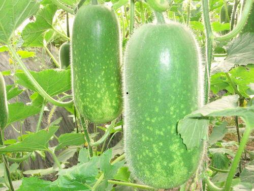 dq吃瓜视频大全,dq吃瓜视频大全，揭秘娱乐圈幕后故事