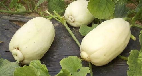 吃土瓜的小视频大全图片,小视频里的美味瞬间