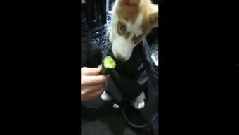 吃瓜狗视频大全,欢乐搞笑瞬间，带你领略萌宠魅力